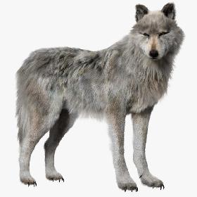 White Wolf (Fur) (Rigged) 3D model